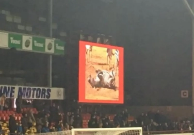 Ferrera is na zege niet te spreken over dieronvriendelijke provocatie: "Dit kan echt niet door de beugel!"