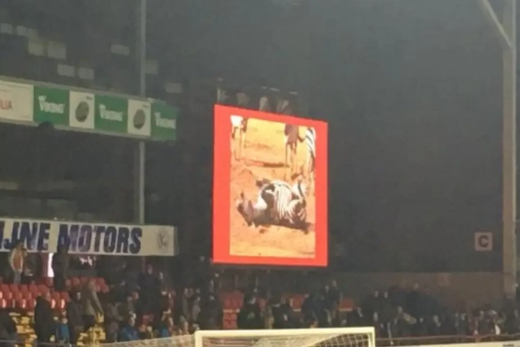 Ferrera is na zege niet te spreken over dieronvriendelijke provocatie: "Dit kan echt niet door de beugel!"