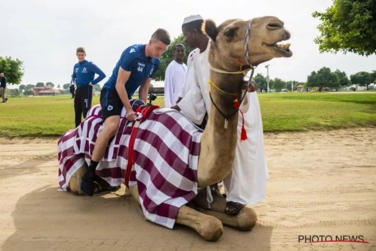 ? Club Brugge werkt aan evenwicht en behendigheid op... Kamelen: "Beste moment? Hier zitten op 'Mouhdjidinges'"